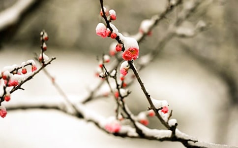 �Ϻ�С��÷���������