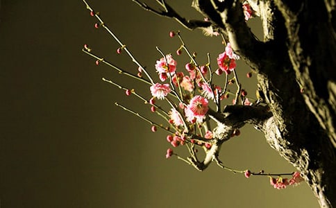 雪中梅花唯美句子8篇