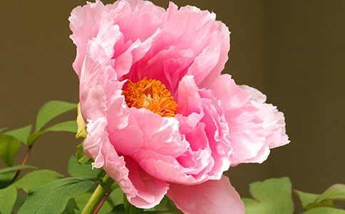 白牡丹的沖泡方法