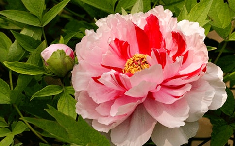 ĵ�������Z��(d��o)���~