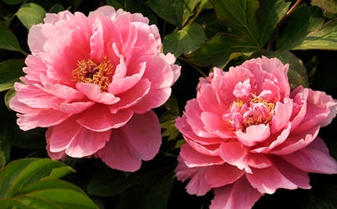 ĵ�����ě_�ݷ���