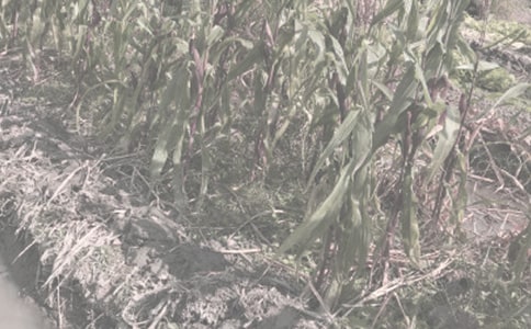 農(nóng)作物種子買賣合同15篇【合集】