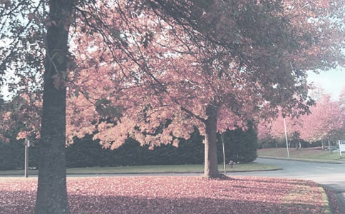 ���x���茑�＾��������ƪ