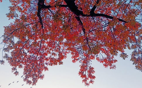 動(dòng)物觀察:秋日螞蚱