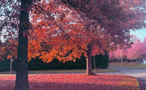 ���ռ��Z(y��)��(gu��)�����vԒ��