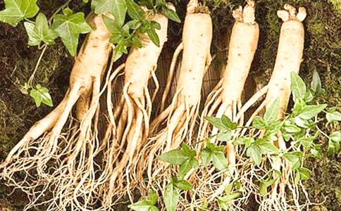 人參的營養(yǎng)價值和功效