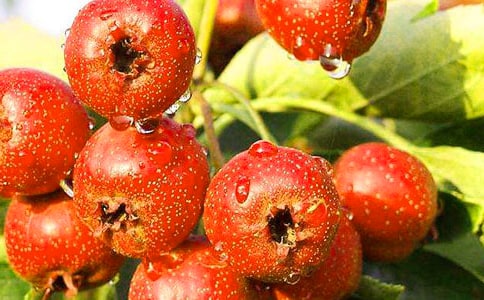 執(zhí)業(yè)醫(yī)師復(fù)習(xí)要點:不宜吃山楂的四類人