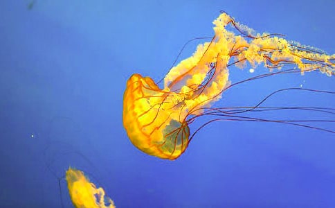 張家口水母宮導(dǎo)游詞5篇