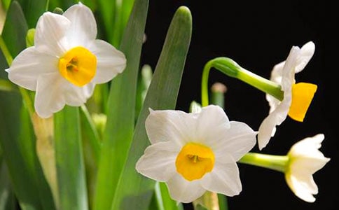 武夷巖水仙茶是屬于什么茶