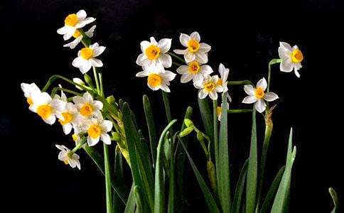 水仙茶的沖泡方法