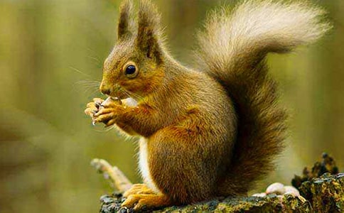 【薦】小松鼠童話故事作文