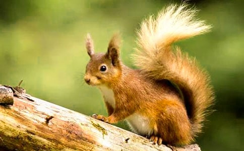 拓展訓(xùn)練項(xiàng)目之大樹與松鼠