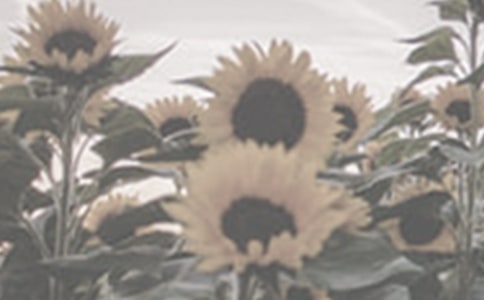 ̫ꖻ��廨�ļ��ɽ�B