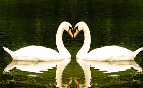 ��Ұ���Z���x���