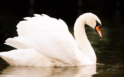 銳舞天鵝湖
