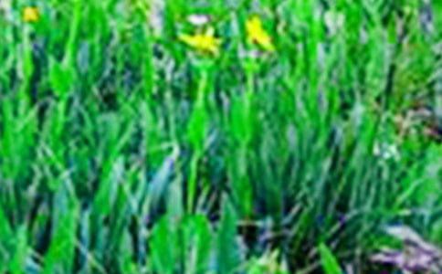 ����ˮ�l(xi��ng)��Ұ��(d��o)���~