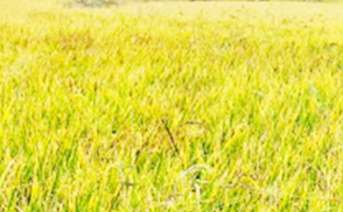 田野的導(dǎo)游詞