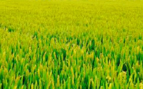 【精選】描寫(xiě)田野的作文