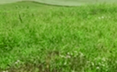 ��Ƭ��Ұ����