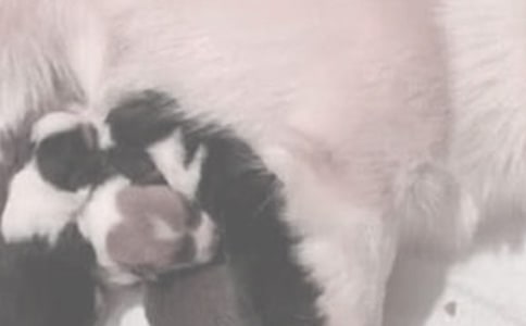 喂奶基本方式及注意事項(xiàng)