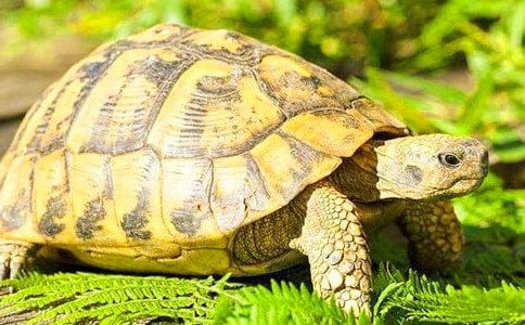 ���ľ������