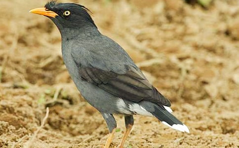 《烏鴉喝水》讀后感100字范文