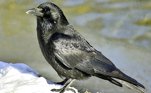 烏鴉喝水作文(精選46篇)