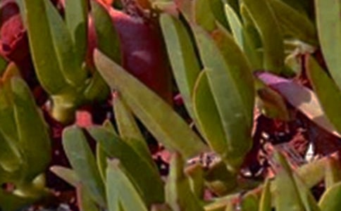 經(jīng)典唯美午安句子70句精選