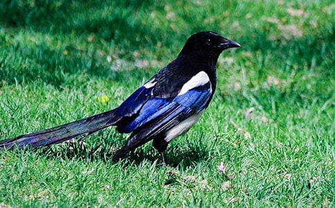 有關(guān)喜鵲作文300字(精選27篇)