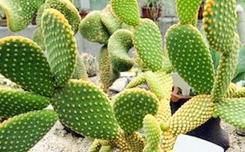 仙人掌茶的主要品種及制作工序