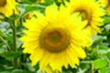 關于向日葵的格言