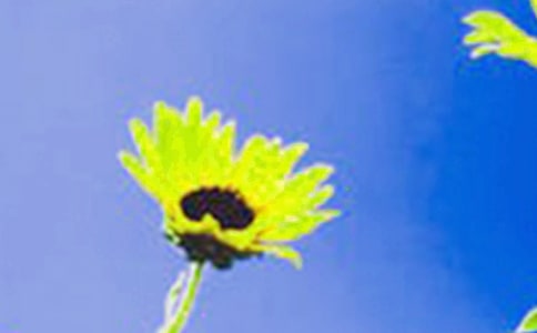 �茑���տ���Ψ������