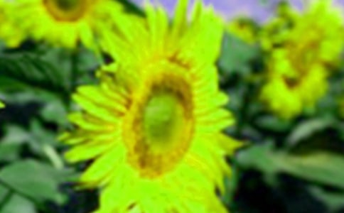 向日葵的個(gè)性簽名花語(yǔ)