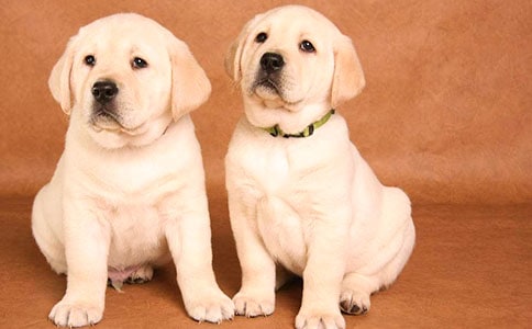 小狗的英文如何說