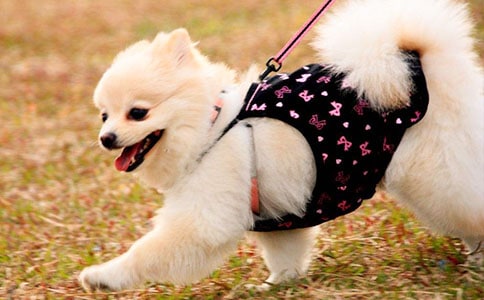 �^��С����ӛģ�弯�\��ƪ