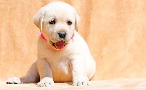 觀察小狗的日記范文匯編九篇