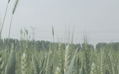 小麥購銷合同書范本