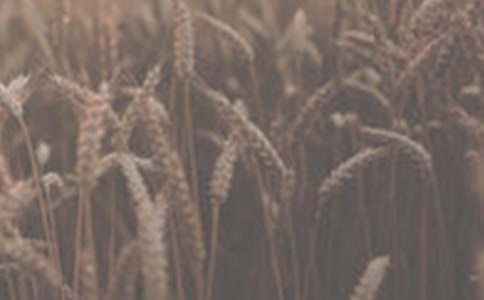 關于小麥種子的購銷合同范文模板