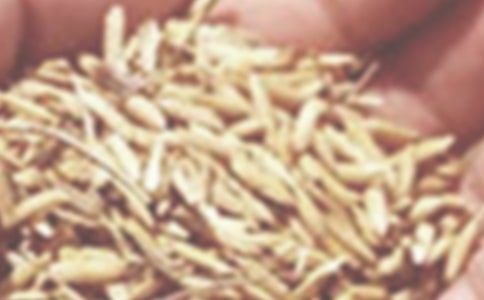 (熱門)小麥購銷合同范本