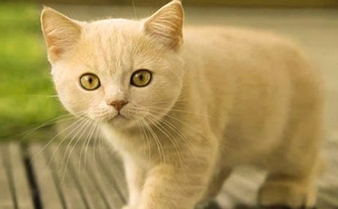 (��)��ϲ�gС؈����