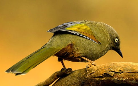 (實(shí)用)小鳥作文3篇