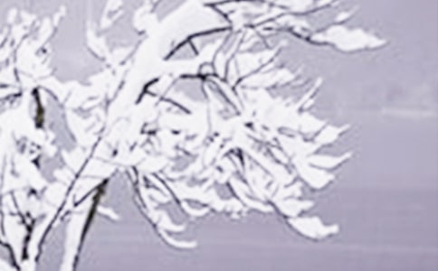 小雪是什么意思?