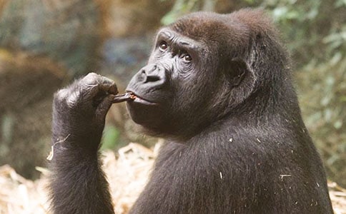 《猩猩饞酒》閱讀答案