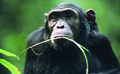 《看不見的大猩猩:無處不在的6大錯(cuò)覺》推薦