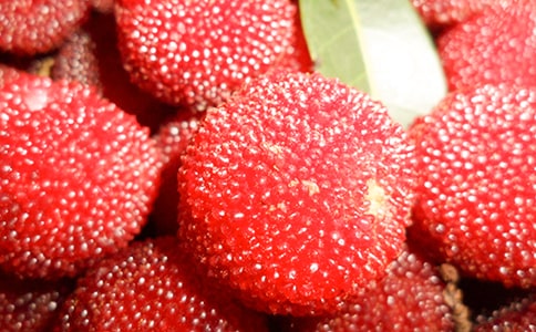 楊梅的作文600字五篇