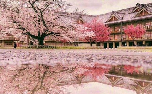 讀《櫻花贊》有感