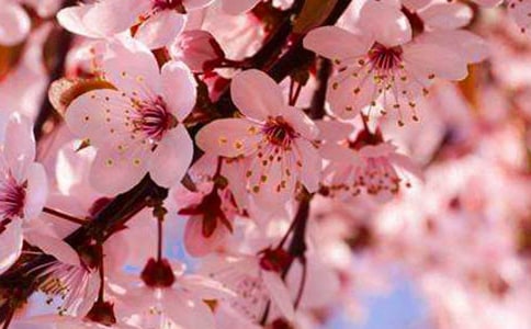 �����ѻ�Ľ˹������