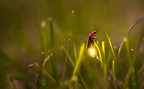 有關螢火蟲的歇后語