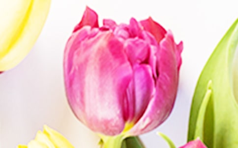 賞郁金香作文400字