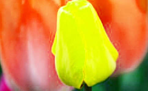 �茑������ă�(y��u)������